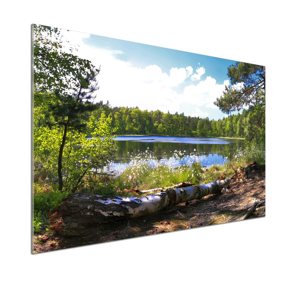 Cooker splashback Forest panorama