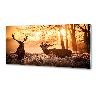 Cooker splashback East deer