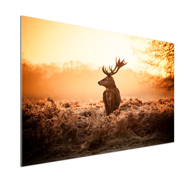 Cooker splashback Deer sunrise