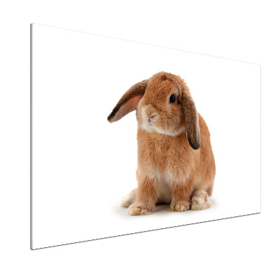 Cooker splashback Rabbit ore