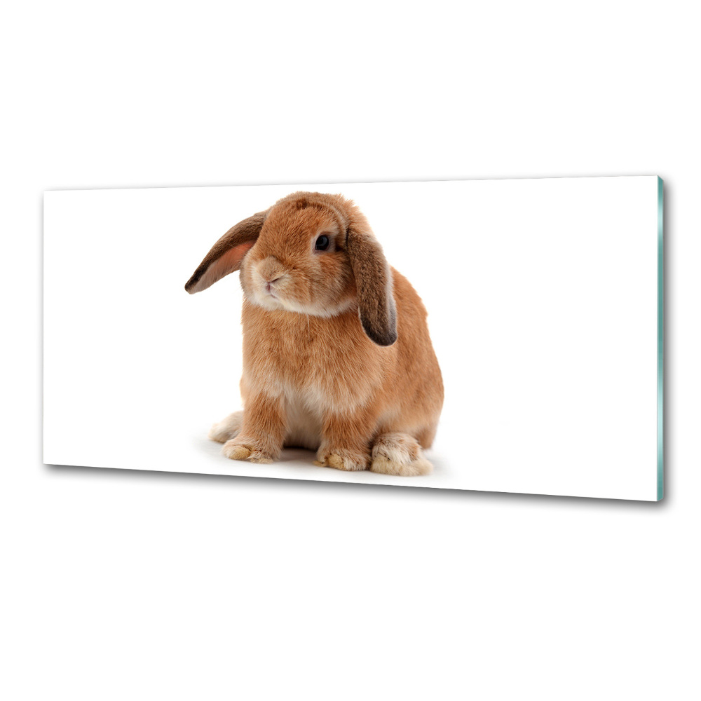 Cooker splashback Rabbit ore