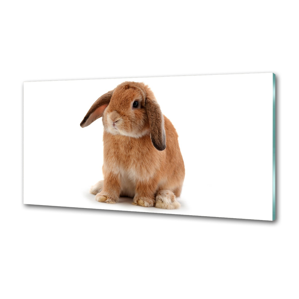 Cooker splashback Rabbit ore