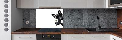 Cooker splashback Martini dog