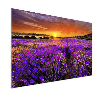 Cooker splashback Lavender field