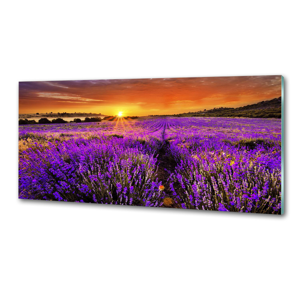 Cooker splashback Lavender field