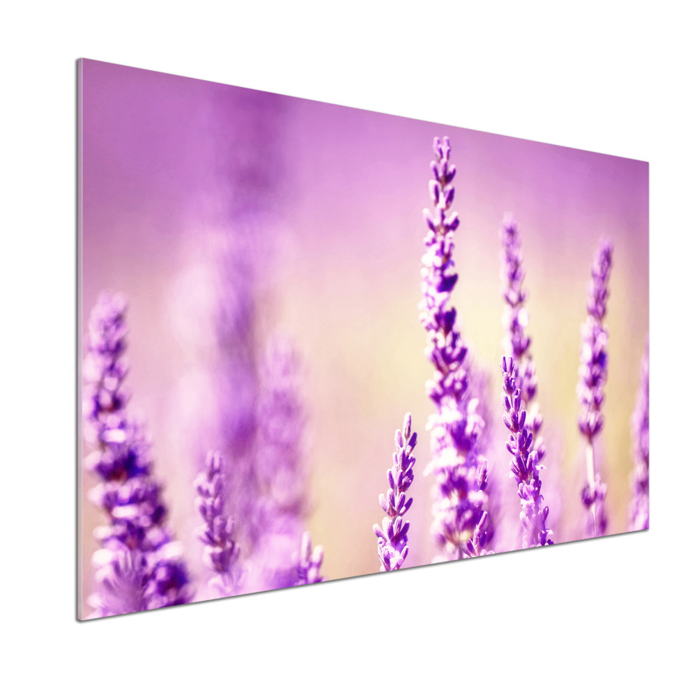 Cooker splashback Lavender