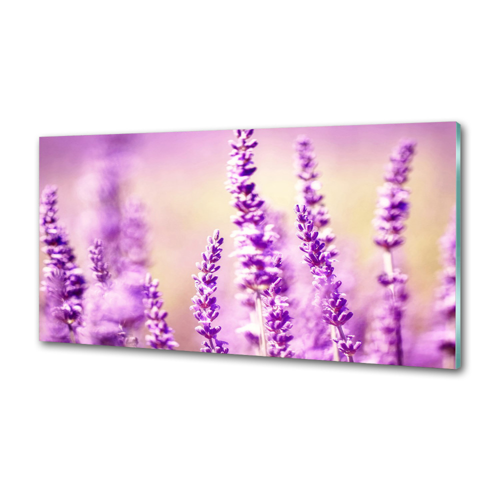 Cooker splashback Lavender