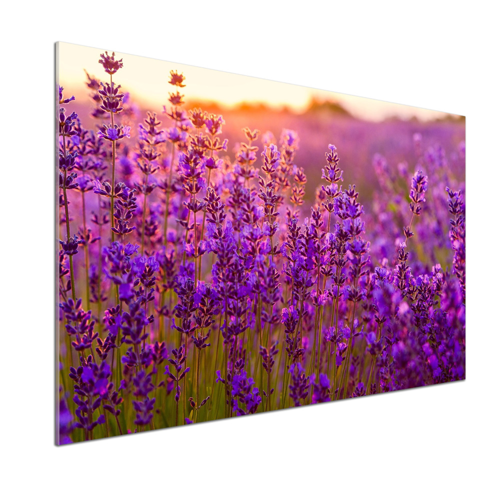 Cooker splashback Lavender field