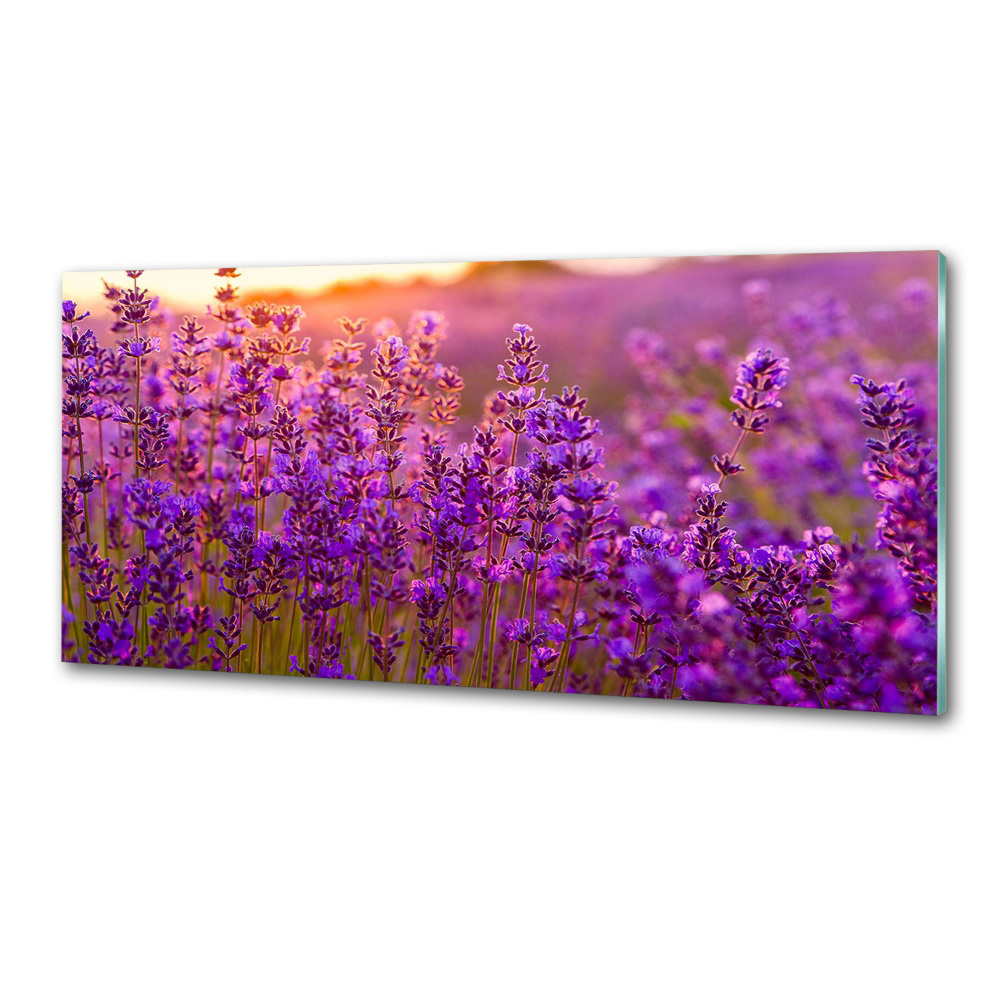 Cooker splashback Lavender field