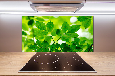 Cooker splashback Green leaves