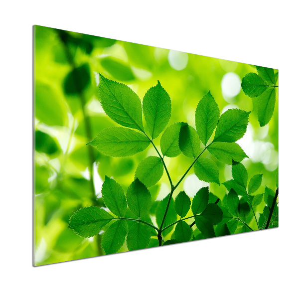 Cooker splashback Green leaves