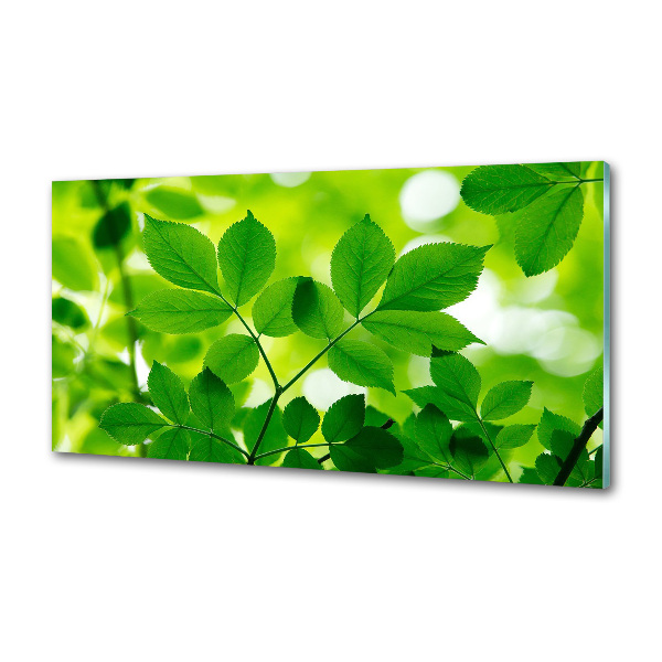 Cooker splashback Green leaves