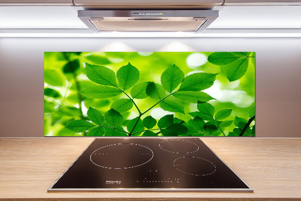 Cooker splashback Green leaves