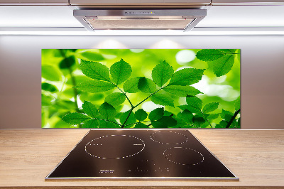 Cooker splashback Green leaves