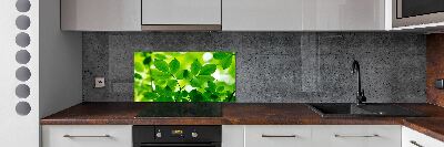 Cooker splashback Green leaves