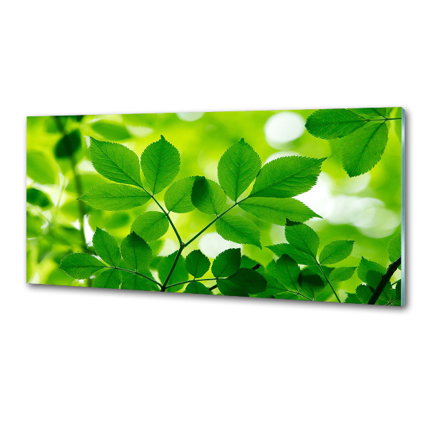 Cooker splashback Green leaves