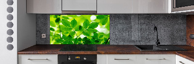 Cooker splashback Green leaves