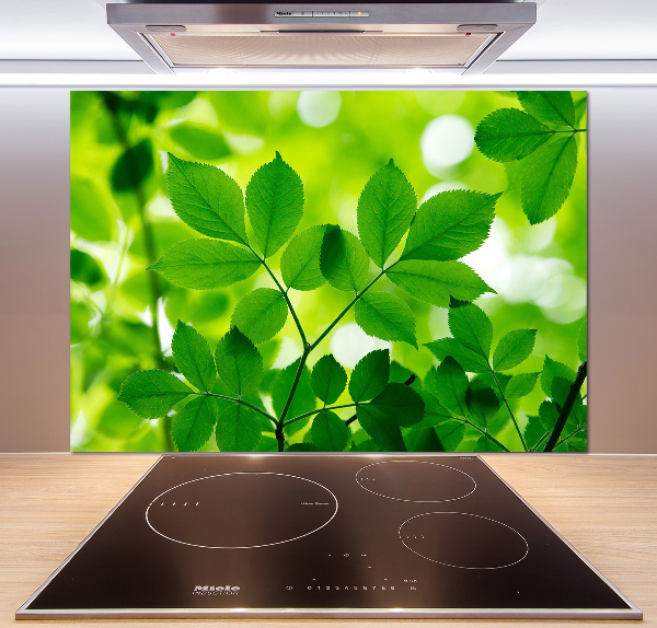 Cooker splashback Green leaves