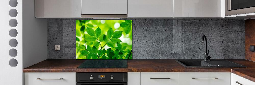 Cooker splashback Green leaves