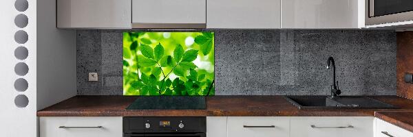 Cooker splashback Green leaves