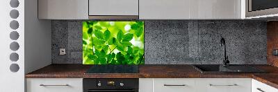 Cooker splashback Green leaves