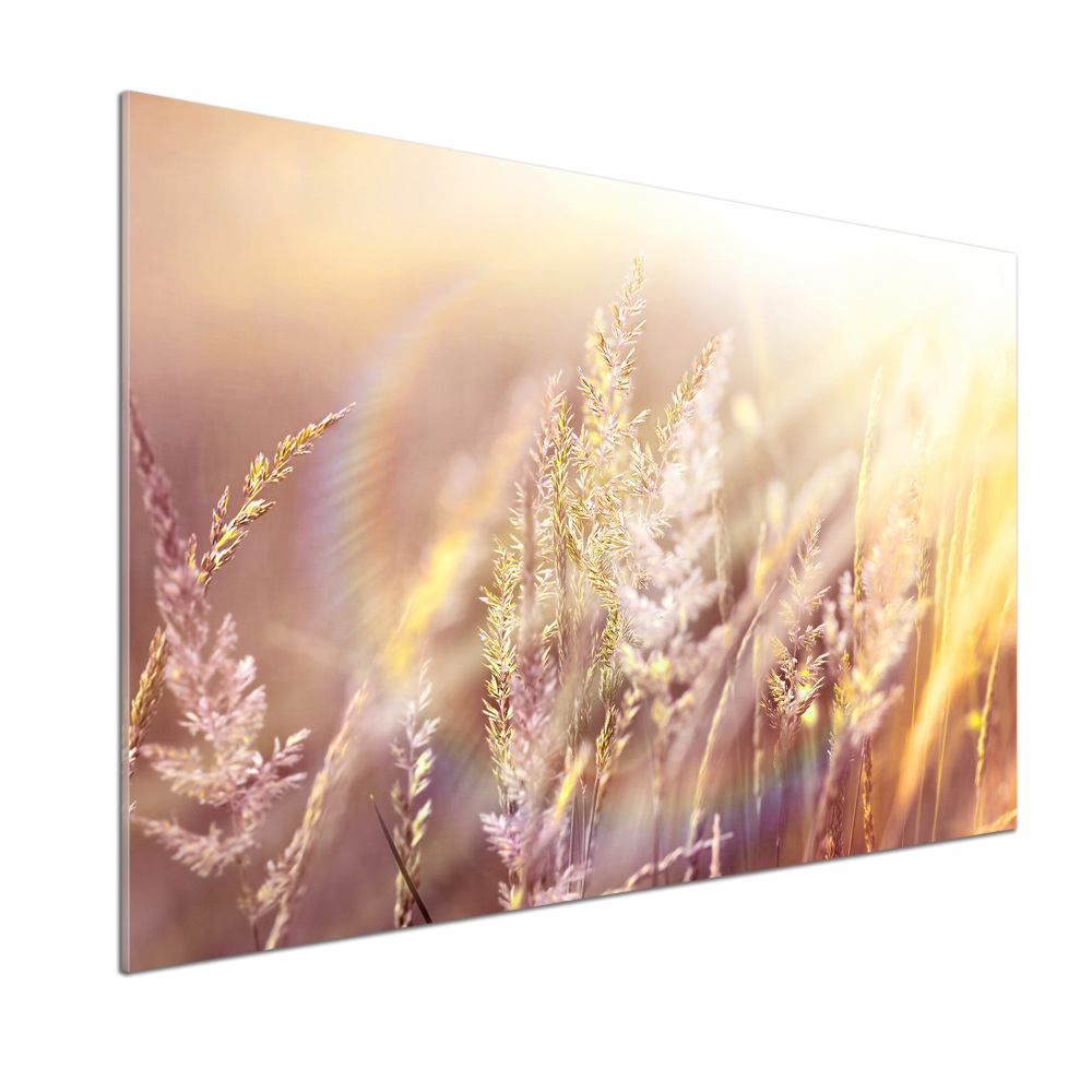 Cooker splashback Tall grass