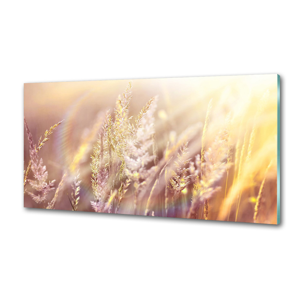 Cooker splashback Tall grass