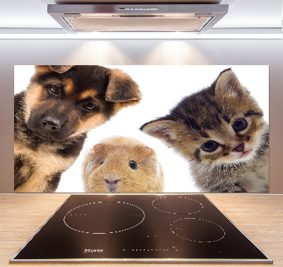 Cooker splashback Pets