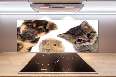 Cooker splashback Pets