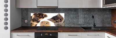 Cooker splashback Pets