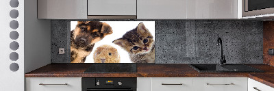 Cooker splashback Pets