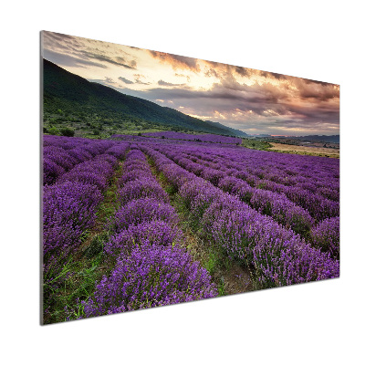 Kitchen splashback Lavender field