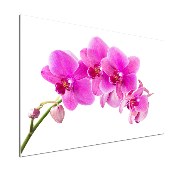 Kitchen splashback Pink orchid