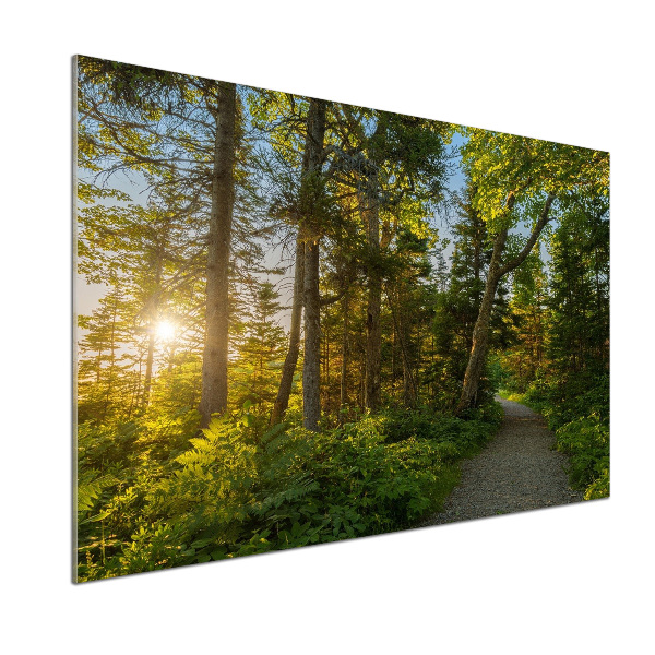 Kitchen splashback Forest