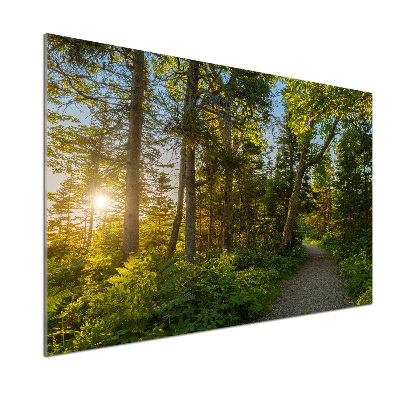 Kitchen splashback Forest