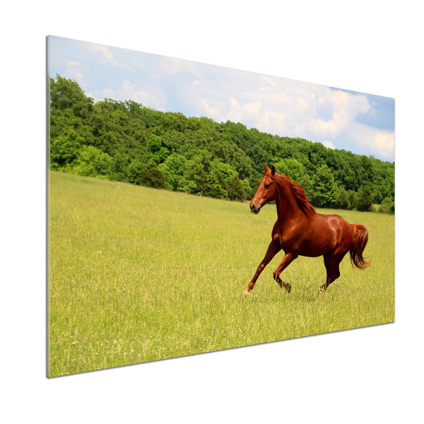 Kitchen splashback Horse on the meadow