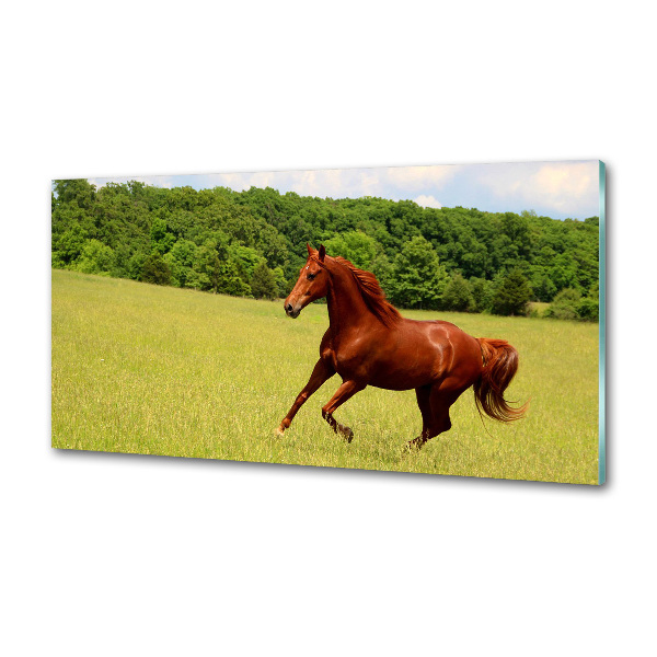 Kitchen splashback Horse on the meadow