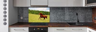 Kitchen splashback Horse on the meadow