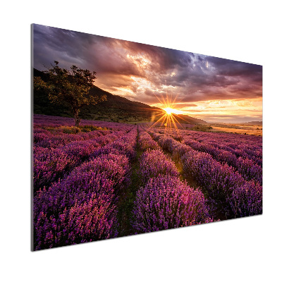 Kitchen splashback Lavender field