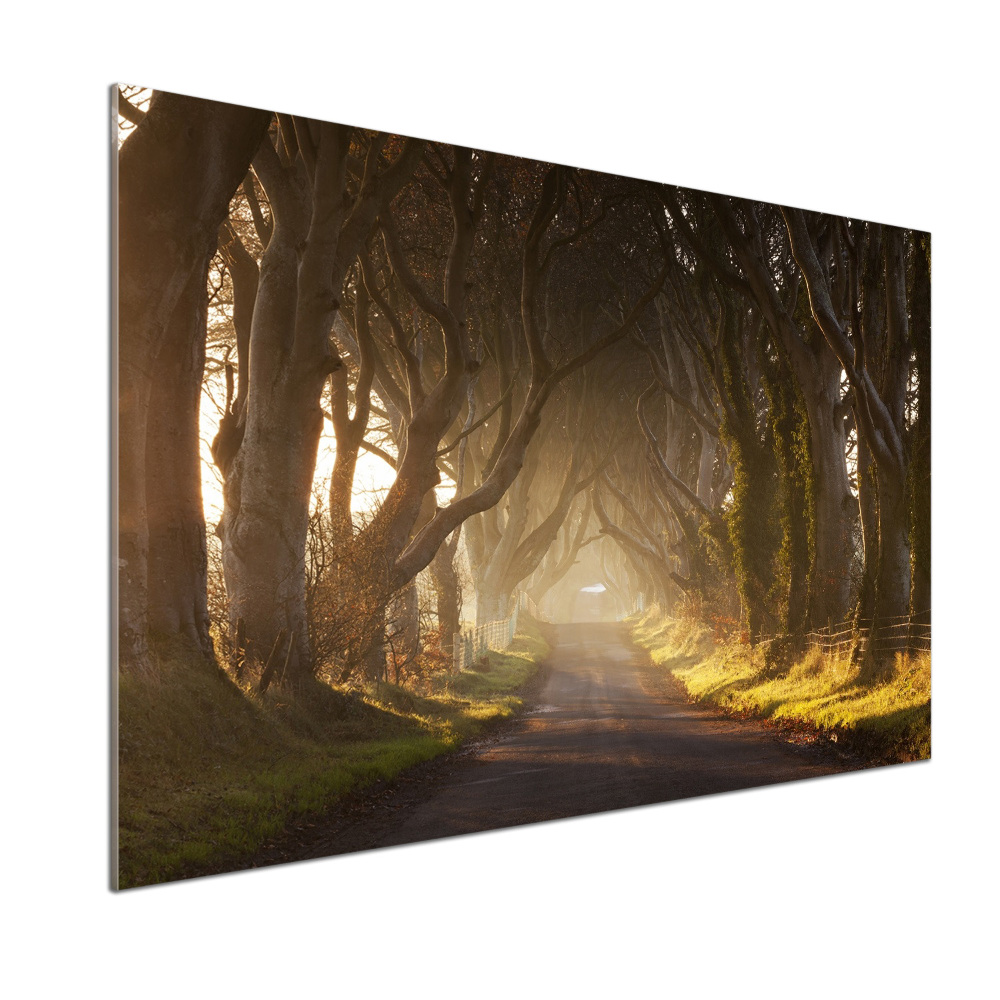 Kitchen splashback Fog in the forest