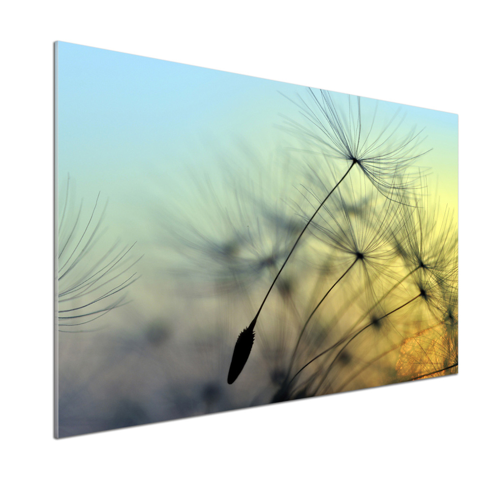 Hob splashback Dandelion seeds