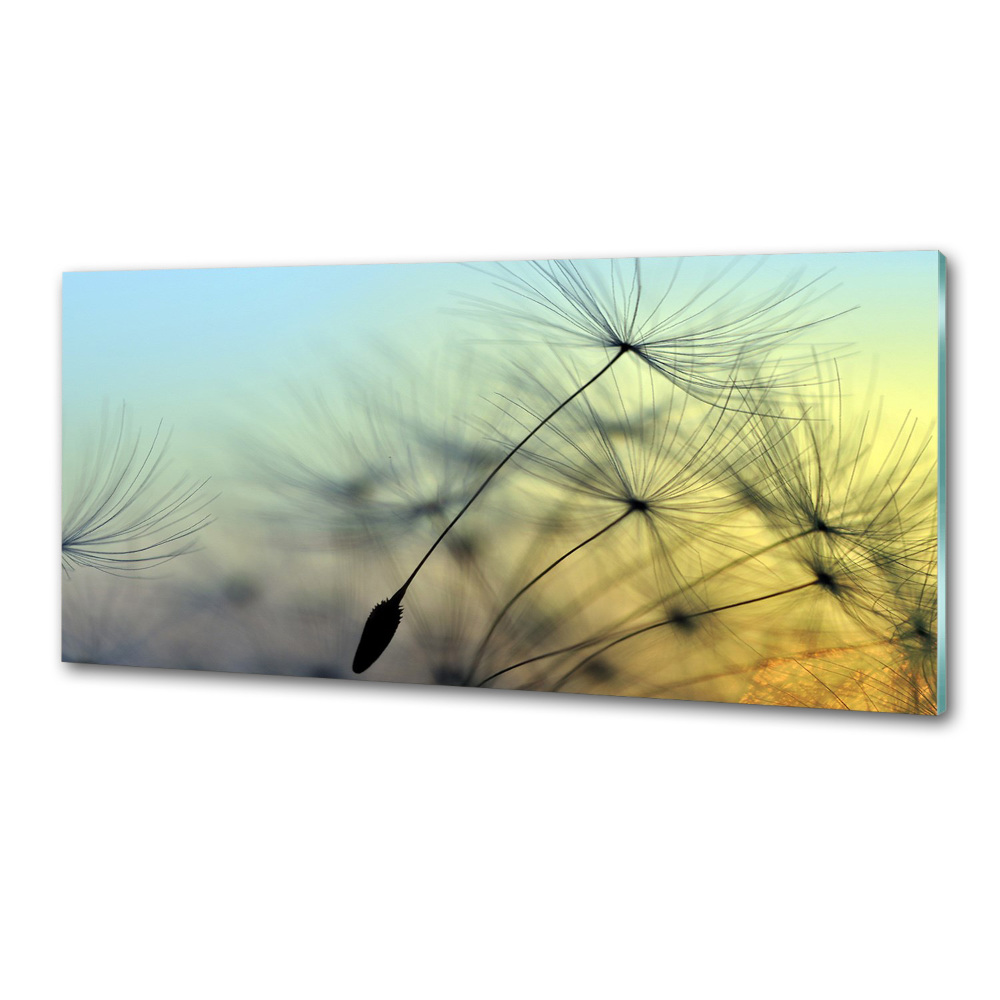 Hob splashback Dandelion seeds