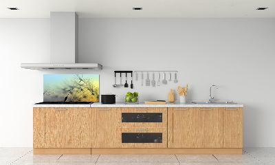 Hob splashback Dandelion seeds