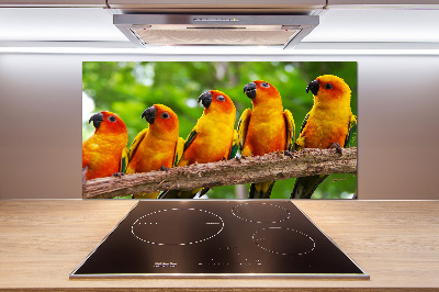 Kitchen splashback Parrots on a branch