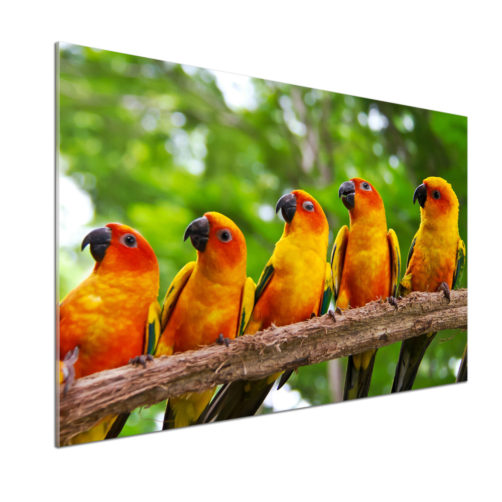 Kitchen splashback Parrots on a branch