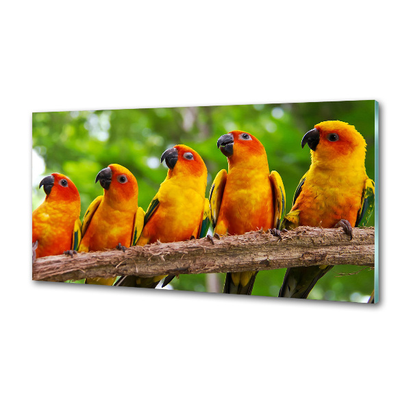 Kitchen splashback Parrots on a branch