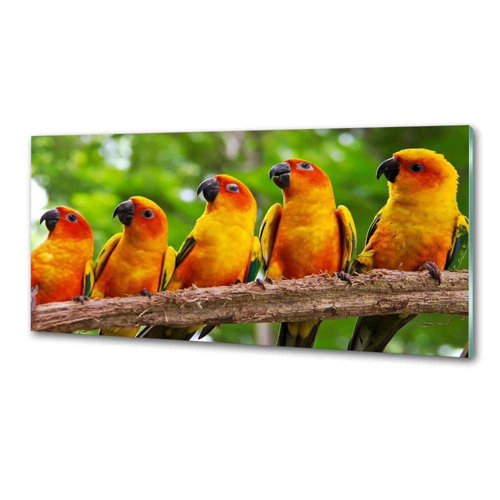 Kitchen splashback Parrots on a branch