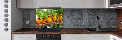 Kitchen splashback Parrots on a branch