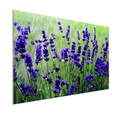 Cooker splashback Lavender