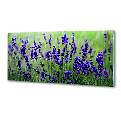 Cooker splashback Lavender